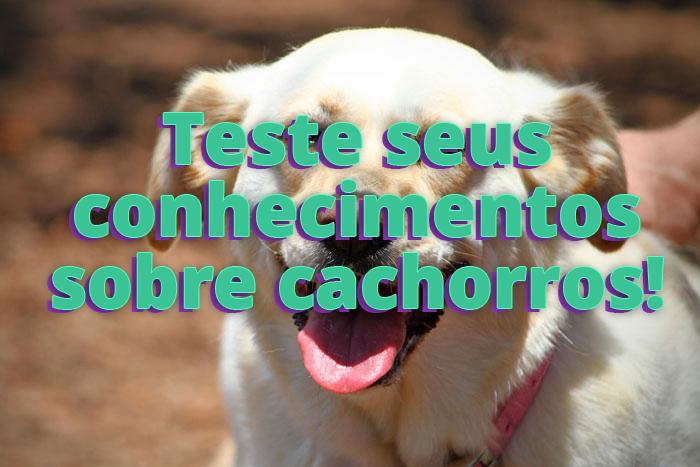 Teste seus conhecimentos sobre cachorros portaldodog.com.br/cachorros/?p=5…