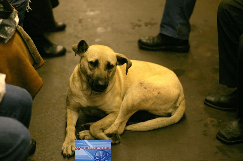Are there really dogs who've learnt to commute on Moscow's metro system? 

Er, yes, apparently citymetric.com/transport/are-…