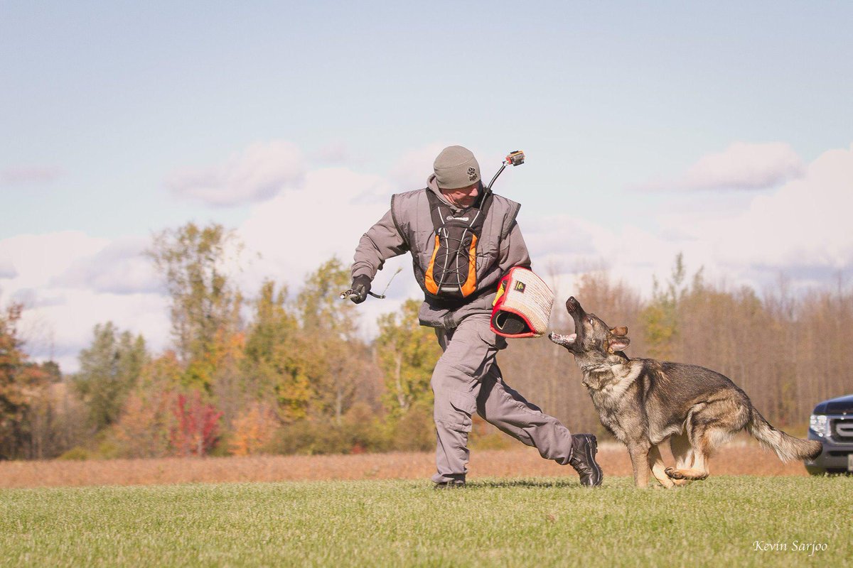 Gemini K9 (GeminiK9) Twitter