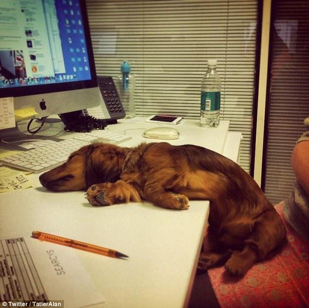 nick_topdeck's tweet image. Feeling like this guy at work today? Ditch your desk this summer with @TopdeckTravel topdeck.travel/ditch-your-desk