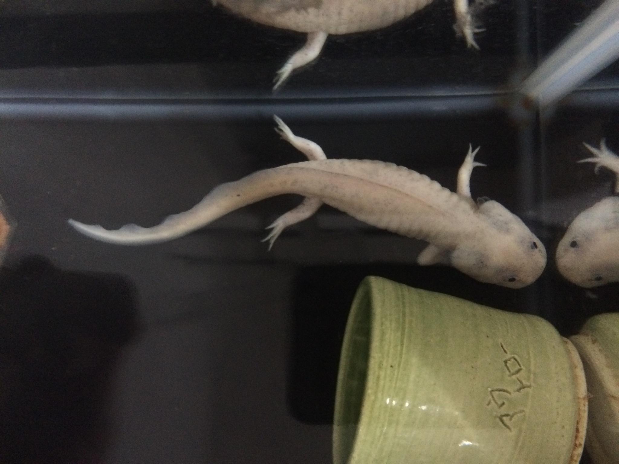 ちゃんこ ウーパールーパー最近話題になってんのかい 笑 ということでここで我が家のウパをご紹介 名前はザビーです Listen1134 Http T Co Gipzzxen05 Twitter
