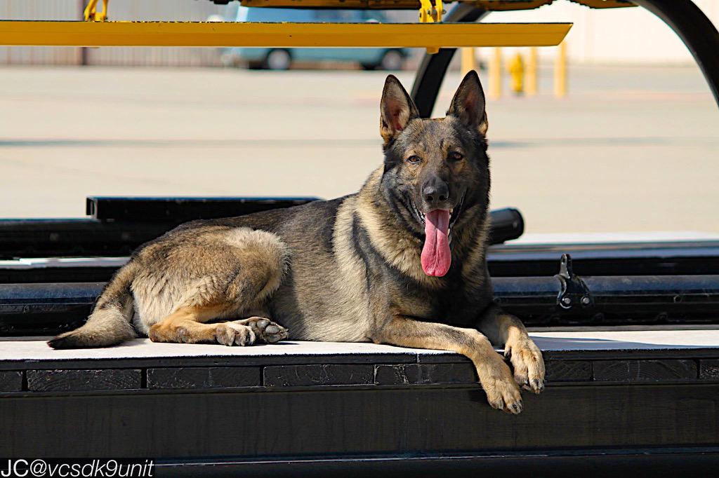 vcsdk9unit's tweet photo. Ready to meet K9 Tommy? He'll be @ Coppers &amp; Choppers w/ @VCSheriffsFdn on 7/18, &amp; our golf tournament on 8/31. #K9 http://t.co/CXLfAAnwNl