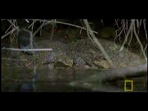 _Yorkie's tweet photo. Platypus Parts http://t.co/9jWTMVW8Ez #staged http://t.co/et996JLXRQ