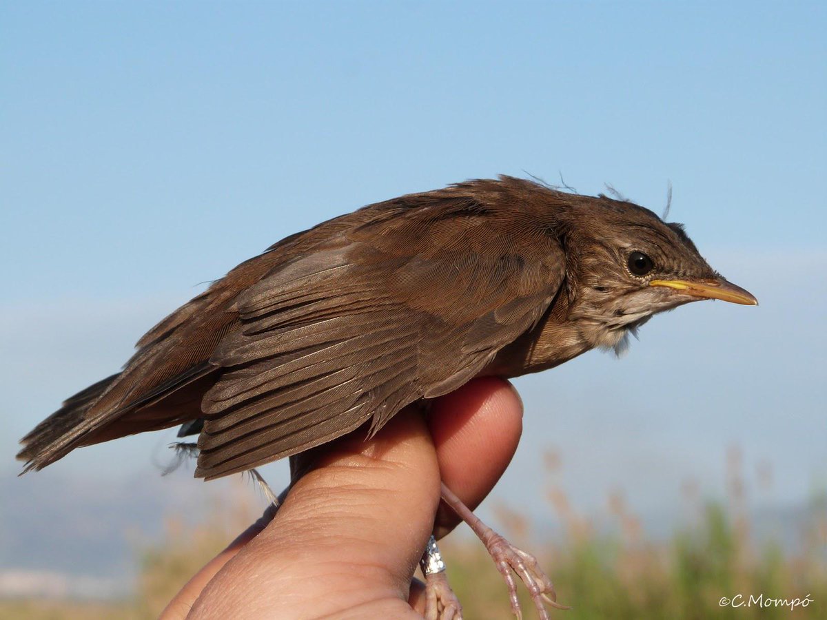 A volar! Muchas aves jóvenes empiezan a dar sus primeros vuelos en la Marjal de #Pego #Oliva …deanillamientopitroig.blogspot.com.es/2015/06/a-vola…