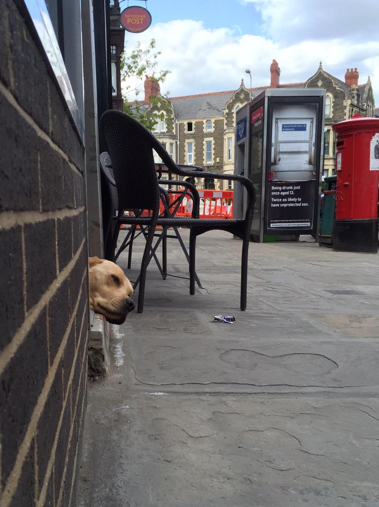 Jamiehuwroberts's tweet photo. Dog poking head out of Laundrette. Captions welcome! http://t.co/qWKIfRLqkT