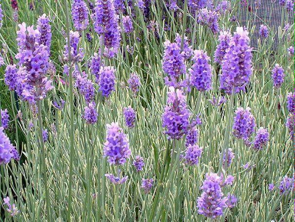 aroma_works's tweet photo. Did you know lavendin essential oil has many properties?
To find out more - http://t.co/fOgfDGMNPq http://t.co/8yuilN2eyi