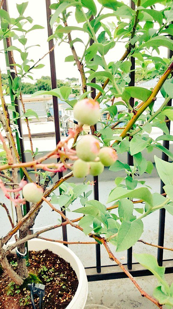 Riruta Fwf 枯れ木のミントは完全復活で いつでも生モヒート出来るよ 笑 ミント苦手だからやんないけど 笑 ブルーベリー剪定して全滅かと思いきや 大粒種の方は過去最高の実なり Http T Co Wpkkpd2oaa Twitter