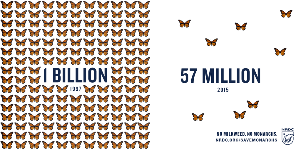 NRDC's tweet photo. Save monarch butterflies from @DowChemical’s assault! http://t.co/KHW44E4u5Y http://t.co/uPWHOeNrvs