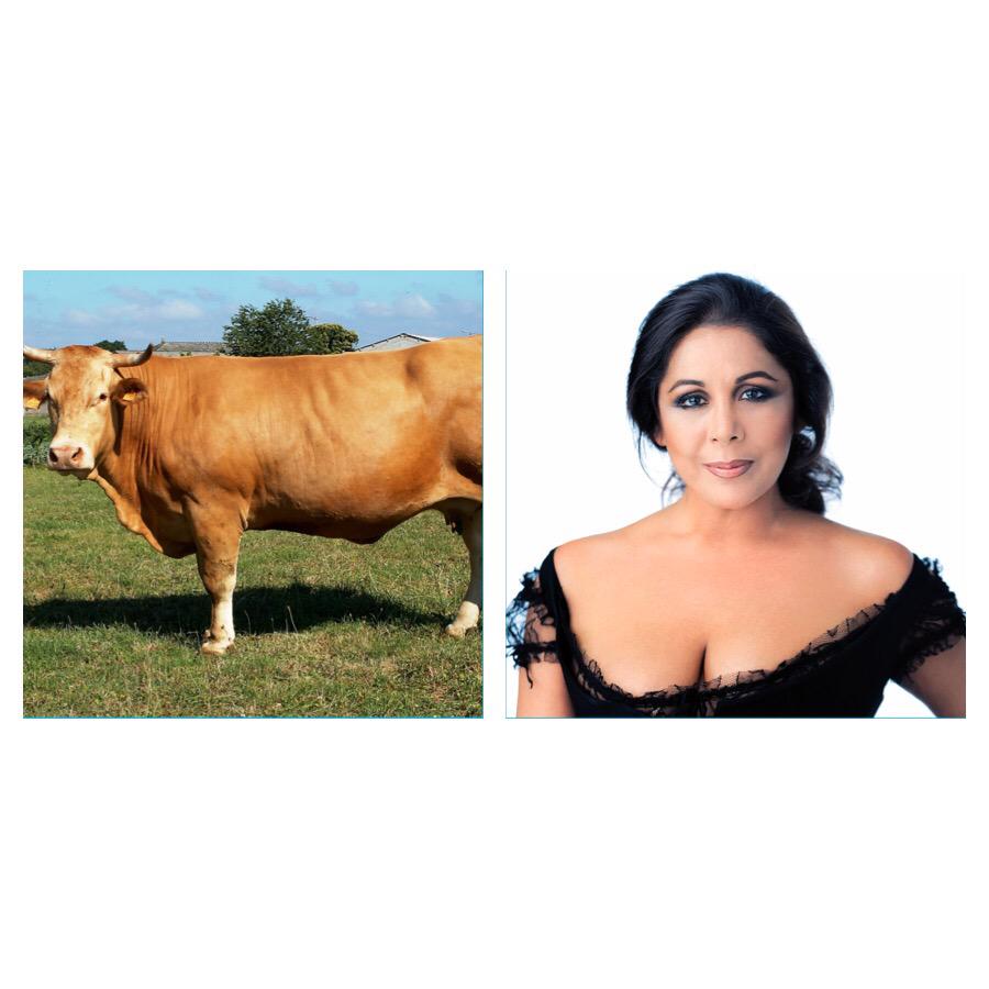 M_DeAndrade's tweet photo. Anda... pensé que la Pantoja era una vaca del recanteiro @clubdefansdavi2 y veo en televisión que es una cantante. http://t.co/Us7iMViJA0