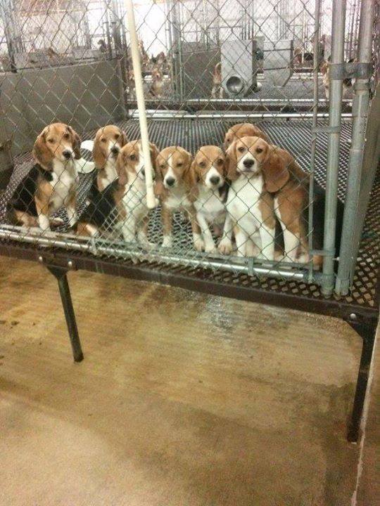 beaglefreedom's tweet image. Horrifying image from commercial breeding facility - supplier to labs for experiments! More: on.fb.me/1JecpJ9