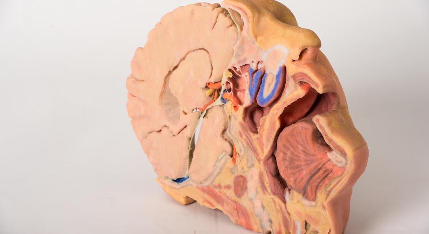 Berci's tweet image. Better Than Cadavers – 3D Printed Anatomy Kit Ready To Ship bit.ly/1dGQ9dQ #3dprinting 
#digitalhealth #meded