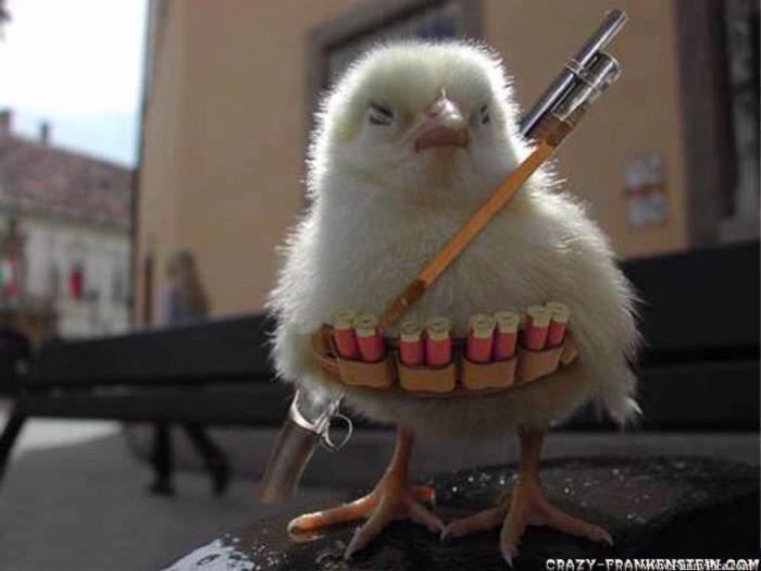 Rejaun's tweet photo. Security Chicken training camp #SecurityChicken http://t.co/CnThr4e0XX