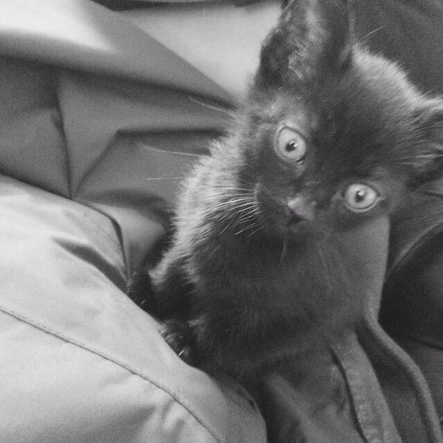 em_rose's tweet photo. #blackandwhitephotography #blackcat #kittenplay #kittensarethebest #kittens #lovinglife http://t.co/PepLXM0R7R