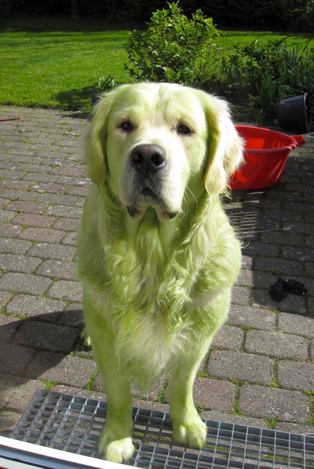 HolidogTimes's tweet photo. When your dog decides that rolling in freshly cut grass is a good idea http://t.co/vwKyWi0xDR