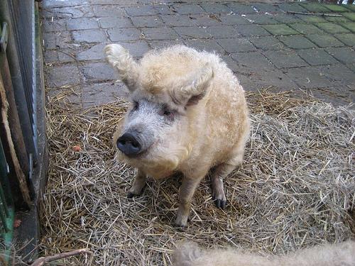 Rosa_Andrews's tweet image. Oh my sweet jesus