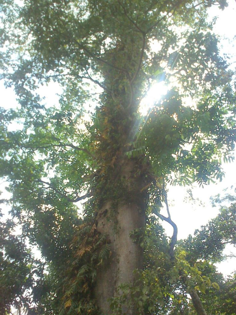 semarangpeduli's tweet photo. Penyelamatan pohon winong dr kepunahan di mijen, semarang http://t.co/eXcKFRexKY
