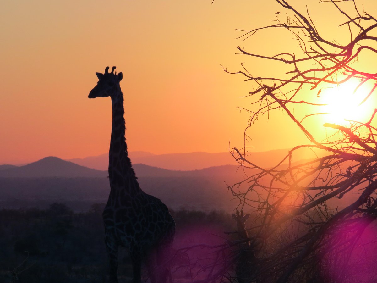 Today marks the start of the new season for many camps in #Ruaha. What does it hold in store? Photo by Brian Harries.