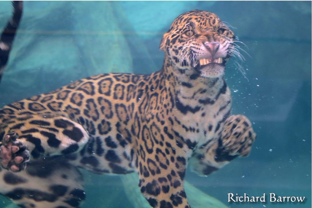 Richard Barrow 🇹🇭 🇬🇧 on Twitter: "A jaguar swimming underwater at