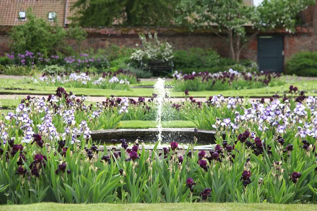 JemGardens's tweet photo. It's #irisweek @DoddingtonHall and I spotted some fabulous examples yesterday @Visit_Lincs http://t.co/rTnW1x9OBr