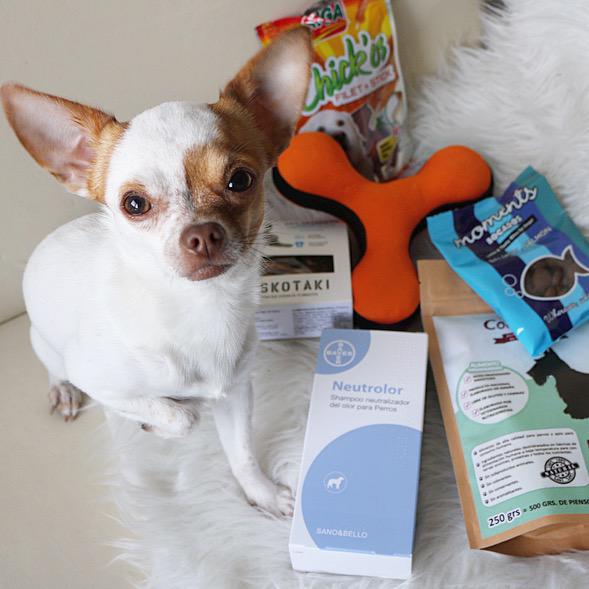 PasoAPasoBlog's tweet photo. El pequeño Miumiu no ha podido resistirse a la delicias de @PetSecret_es. ❤️ http://t.co/BHqfSU7eia