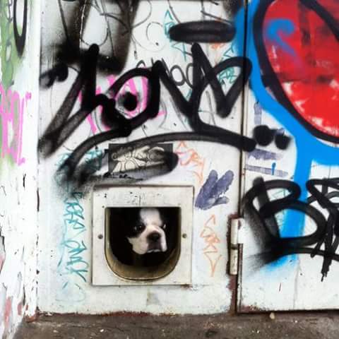 Les JPO sont finies..mais l'expo "ANIMAN" est là tout juin ! 12h30-17h lundi au jeudi, 18h30 le vendredi, welcome !