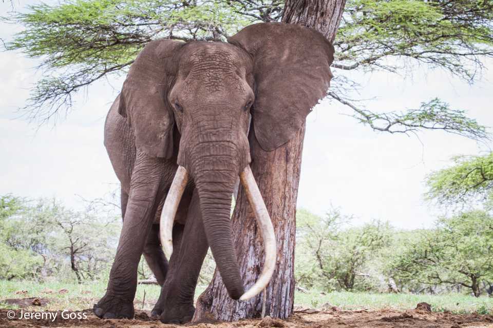 1 Yr ago the world lost a giant, we must fight to protect the remaining #BigTuskers #Satao bit.ly/1Foa0VW