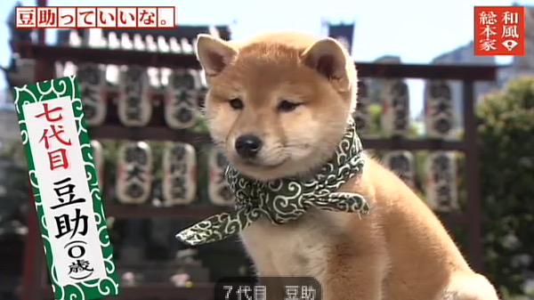 Mamesuke_Neo's tweet photo. 7代目豆助〜 http://t.co/8vIglayIut