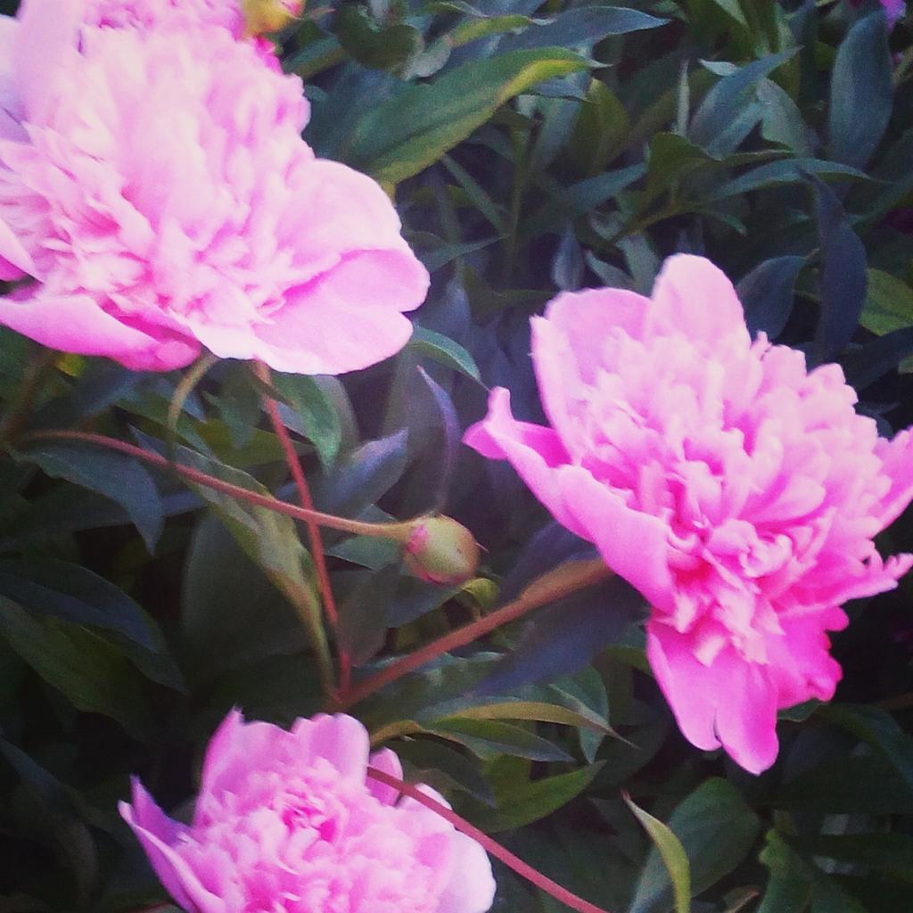 ___Miracles_'s tweet photo. #пионы 🌱🌸 http://t.co/gPxIlJS4ZZ