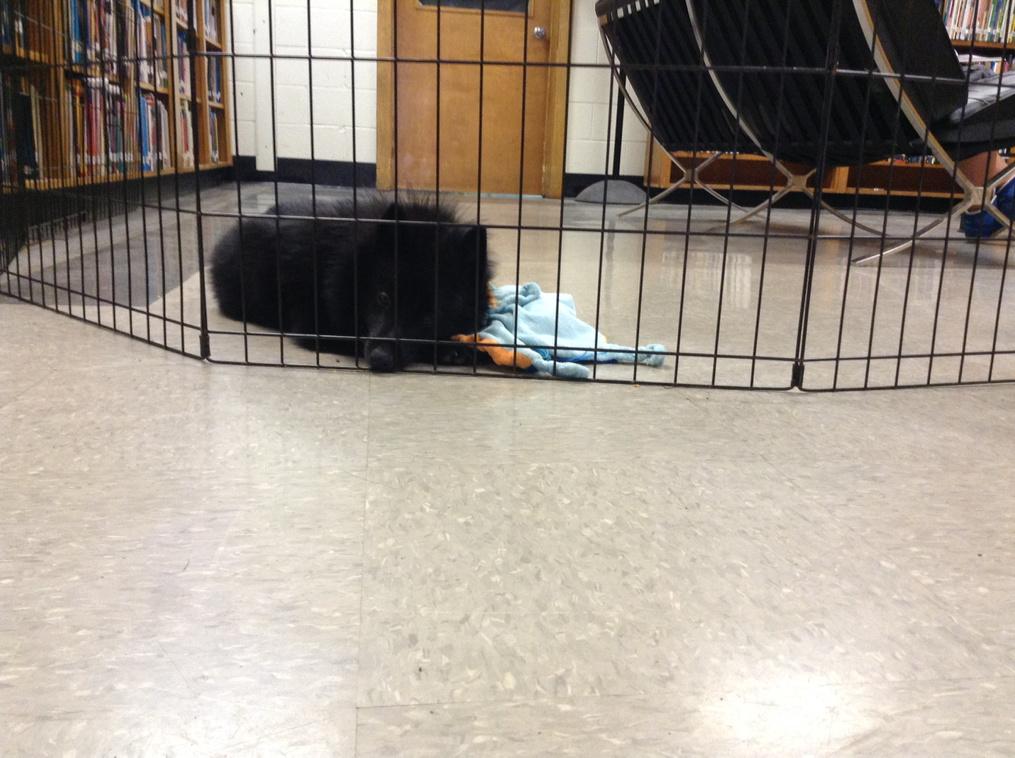 falconslibrary's tweet photo. I is tired! 💤😴 http://t.co/T9fwz95bh2