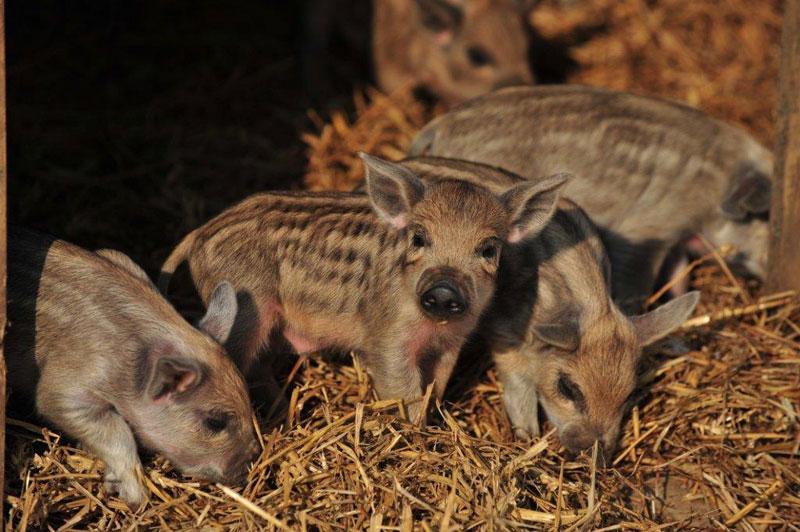 farmsnotfactory tweet picture