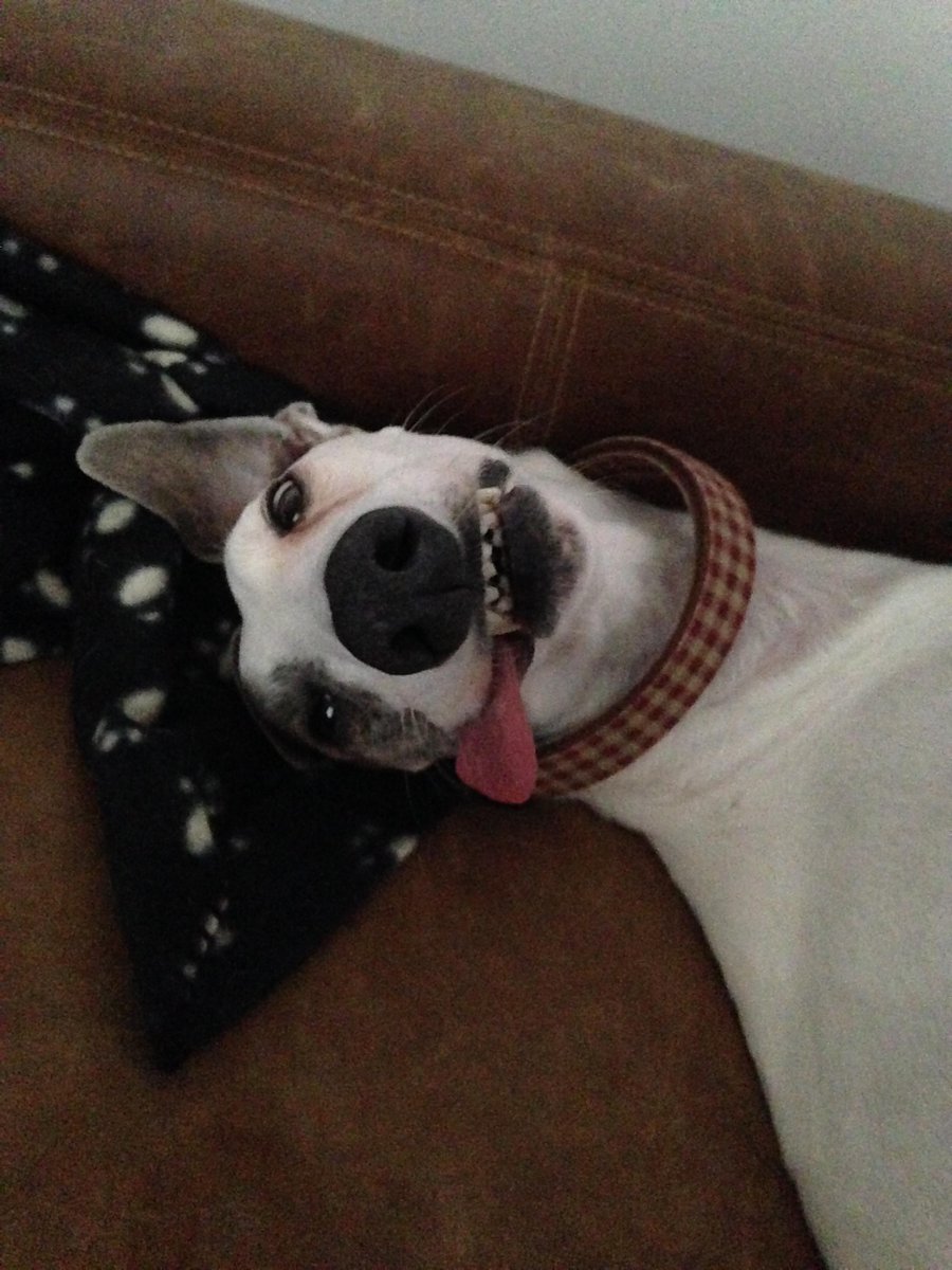 MrBillingtonDog's tweet photo. I HATE #mondays! #whyistheweekendover http://t.co/3jZlZKta0j
