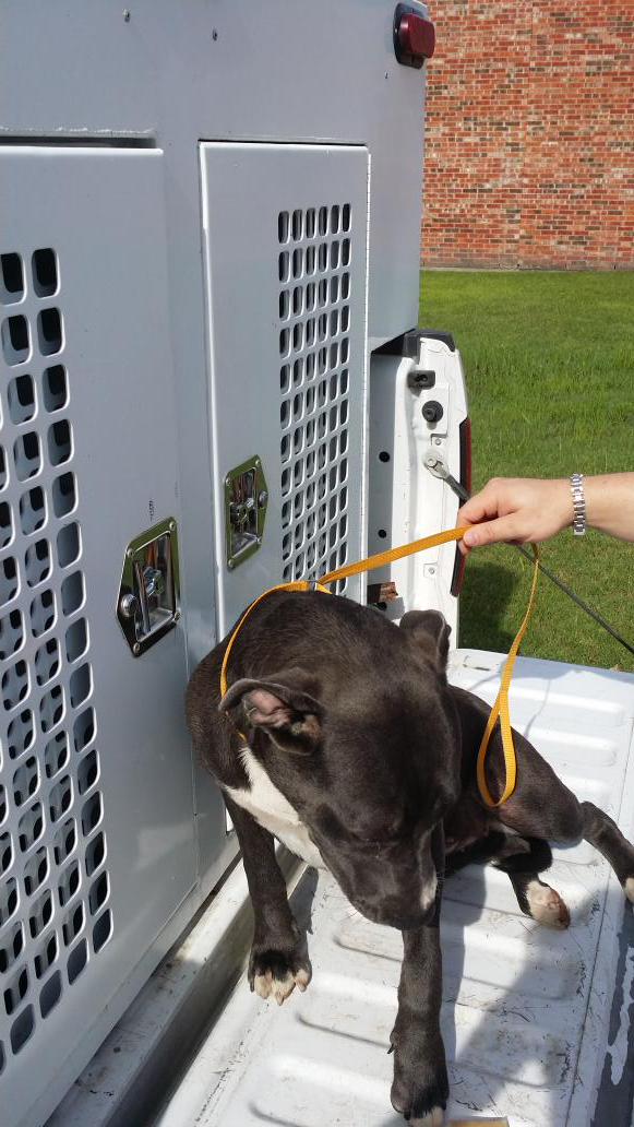 ACO5530's tweet photo. Found on Ben Payne please call if you know where she belongs http://t.co/ap1br9zsej