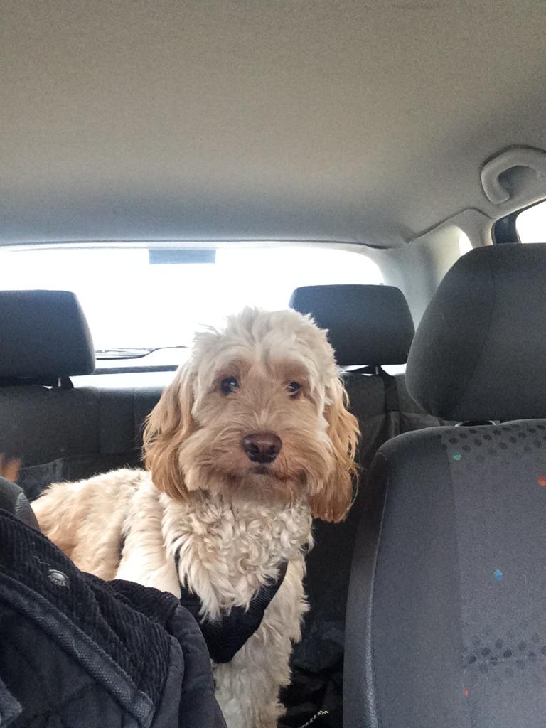teddyockapoo tweet picture