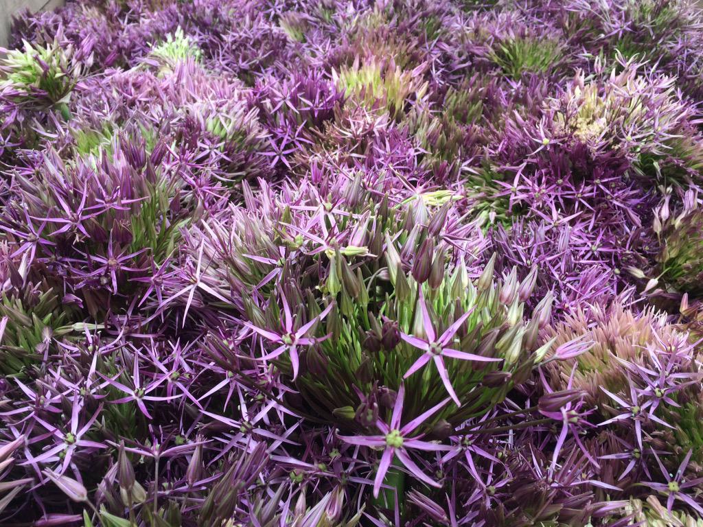 Today we started harvesting Allium Christophii #britishflowers