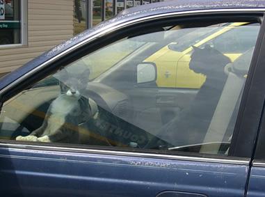 SirBritCat's tweet photo. The Human is STILL displaying their tax disc like it's some sort of fashion statement! 🚗 #BritishCatProblems http://t.co/HbYZ1BWiWN