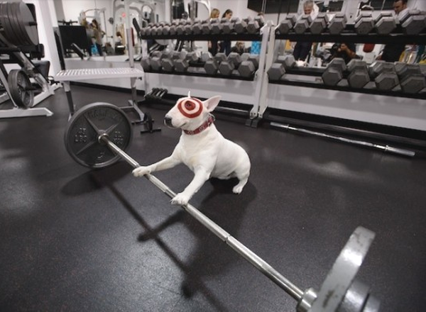 Even Bullseye gets a daily dose of exercise. #MondayMotivation