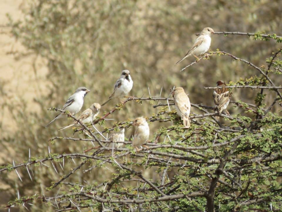 MoroccanBirds's tweet photo. Desert (Passer simplex) & House Sparrows are also abundant at Safia reserve (A. Qninba, #GREPOM) #birding http://t.co/d3Z4IK6sC7