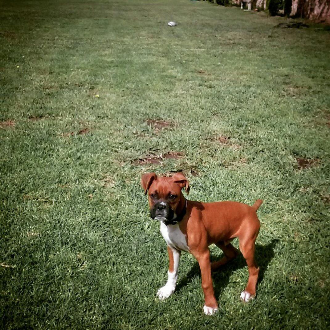outdoortechmex's tweet photo. Si esto no te hace feliz, pues neta, no tienes abuela
#Perros #TuMejorAmigo #Boxer #OutdoorTechMexico http://t.co/MTwpLWCSXD