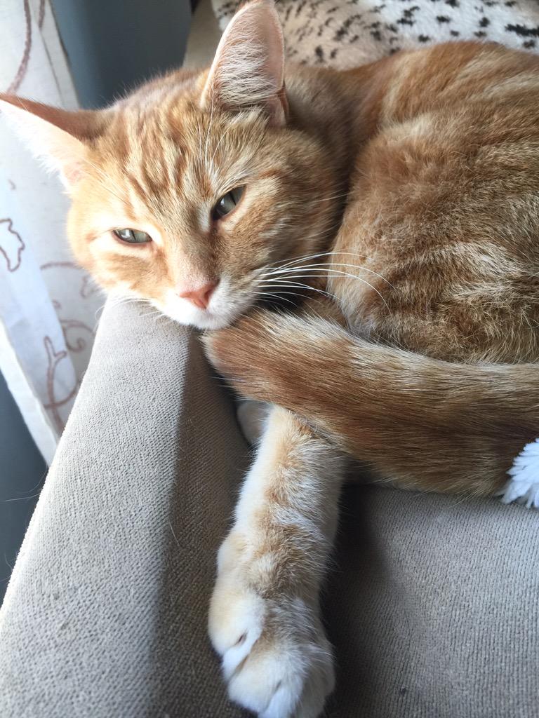 crazedhousewife's tweet photo. My DAMN 5 pound cat ate the 60 pound dogs pain pill this morning!! #TrippinKitty #Time4AnIntervention http://t.co/W7OeY42B5d