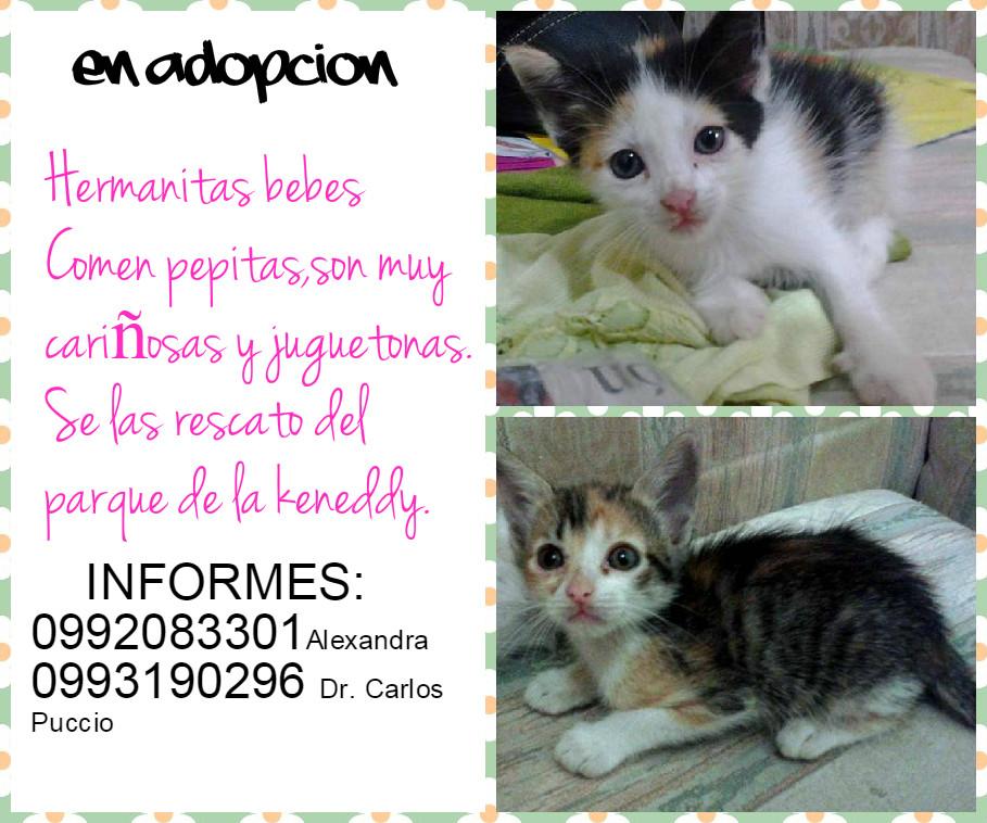 Alexaalava's tweet photo. Se necesita hogar para estas bebes. http://t.co/uqIXAOHi7j