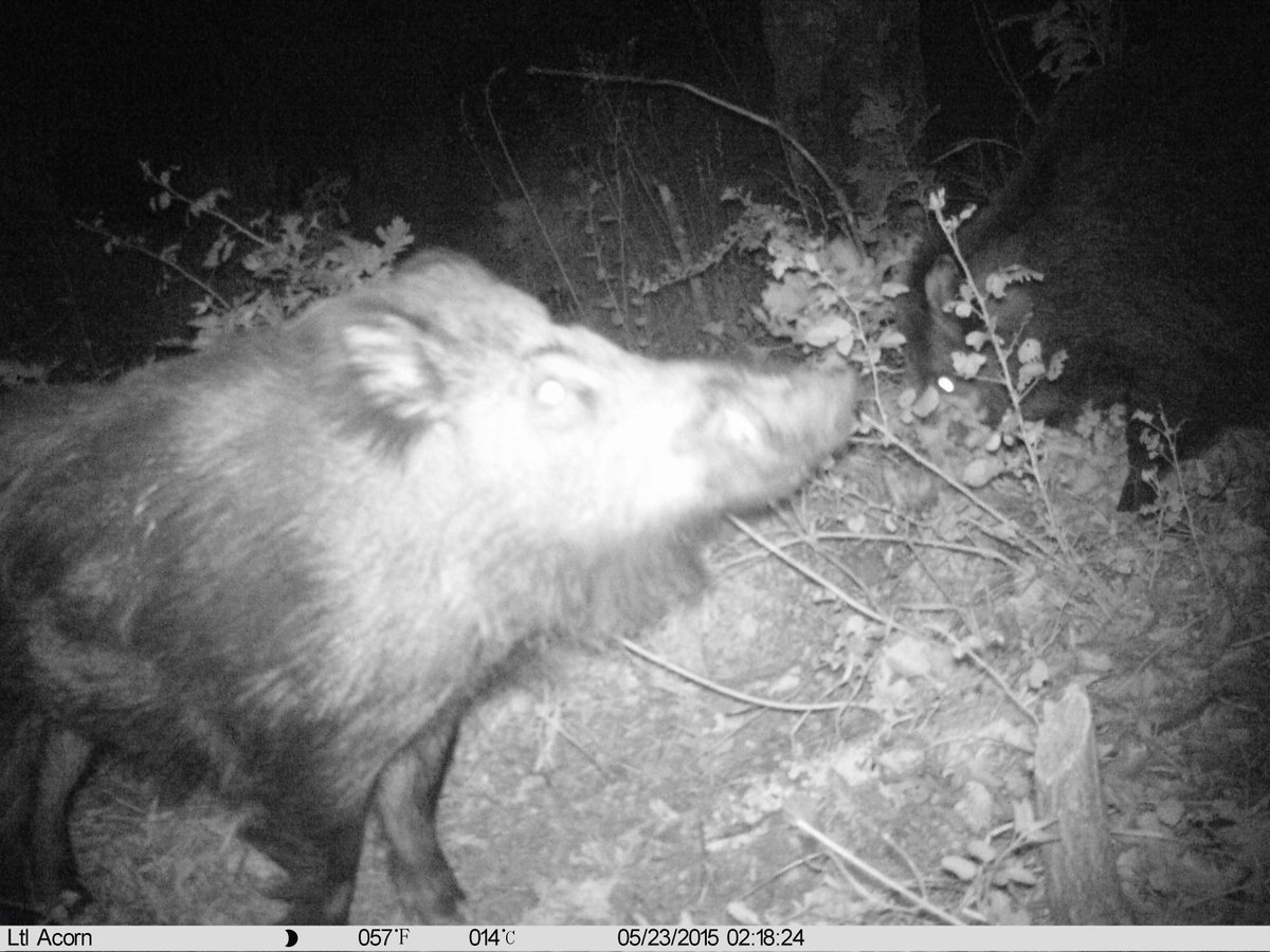 Parte 2.- Pero la calma nunca es eterna, el amo y señor del lugar dio la jeta, y que jeta!!