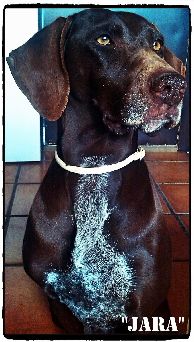 Bueno amigos hoy quiero felicitar a mi fiel compañera "JARA" cumple 8años