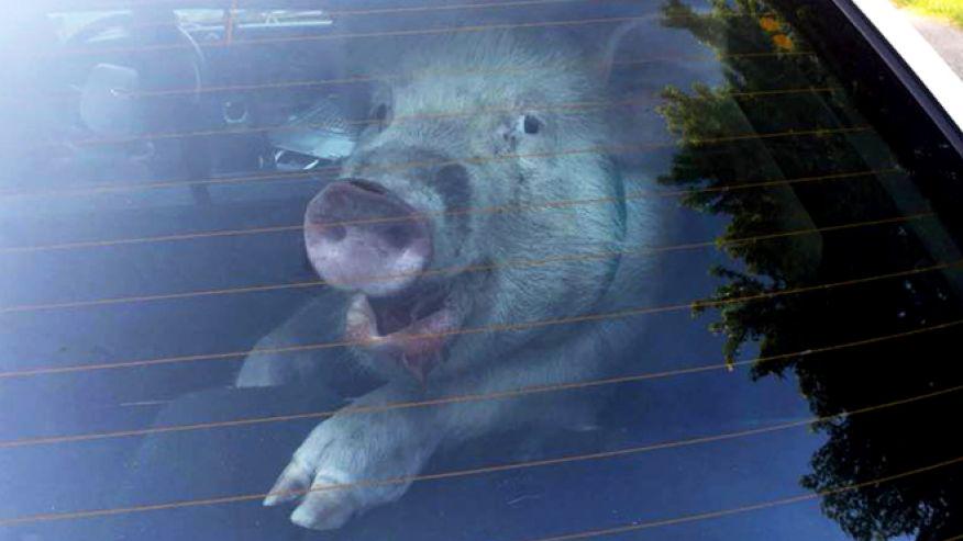 FoxNews's tweet image. Michigan police take stray pig into custody. fxn.ws/1BDslg5