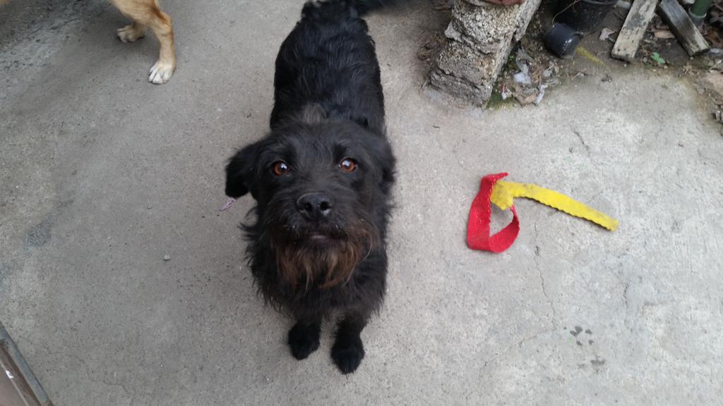 Soy Chía.. nadie ha preguntado por mi =( prometo ser la mas dulce y amorosa.Dame la oportunidad de tener un hogar! Df