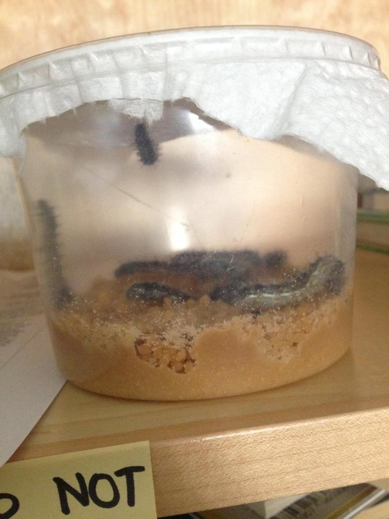 misscdmiller's tweet image. Wow! Our caterpillars quadrupled in size over the weekend!! So cool! #science2 @stcatPB