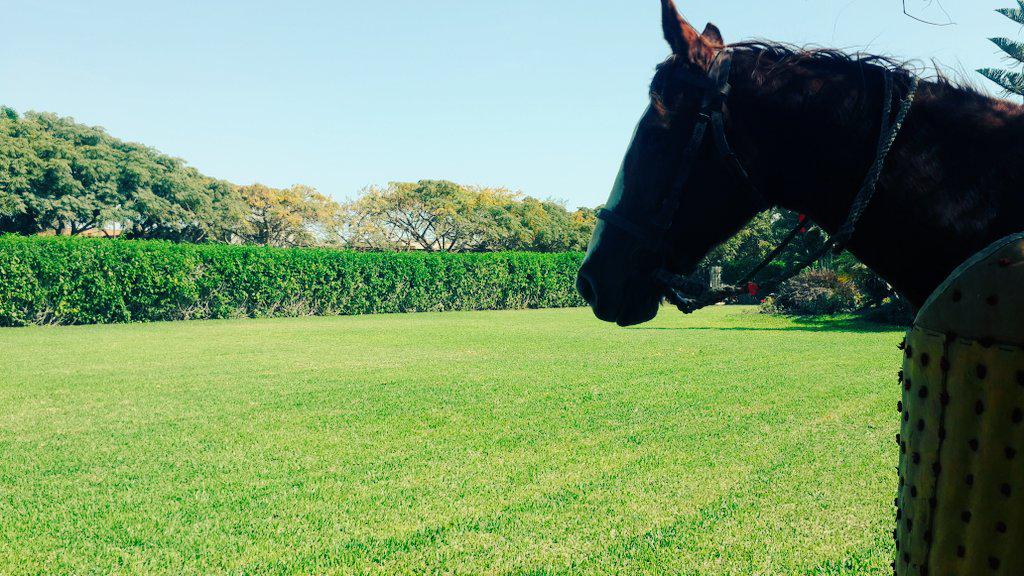 Cárdenas Jr. tweet media