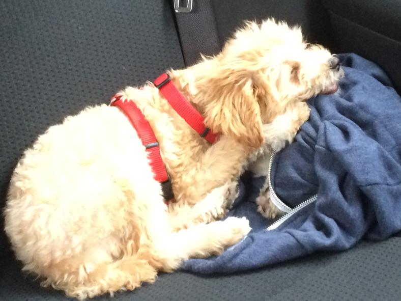 VFASTL's tweet image. @TopOppsHQ Good choice of CHO. He's not only great at his job--he's a @venture4america collaborator. (See VFA hoody.)