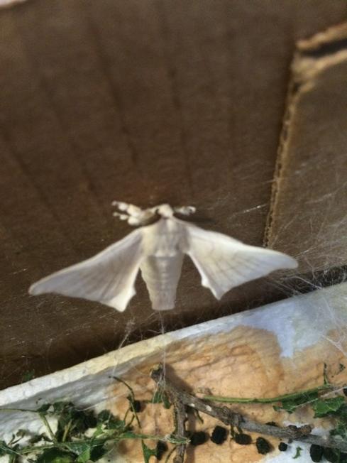 notinroom124's tweet photo. We had a wonderful surprise when we came to school this morning! A silk moth has emerged from its cocoon! #msoctx http://t.co/2ld8dyjUiK