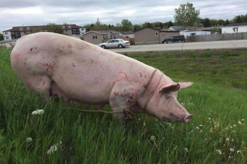 #ACT: A pig, 'Mercy', has escaped a Canadian slaughterhouse. Please <a href="/MBGovAg/">Manitoba Agriculture</a> let her go to a sanctuary! <a href="/EstherThePig/">Esther TheWonder Pig</a>