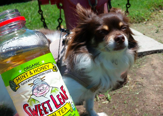 SweetLeafTea's tweet photo. Here’s to our Honored Toastea, Charleston! Nominate someone you know: http://t.co/OTaZwyTQiB. #Toast2Goodness http://t.co/JhJhFqzWeE
